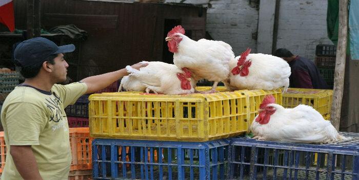 IVIC: Por los momentos no hay contagio de gripe aviar en humanos