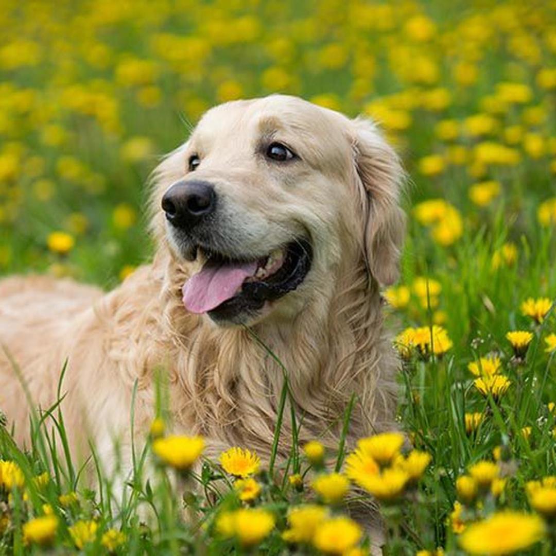 10 tips para los cuidados de un perro adulto