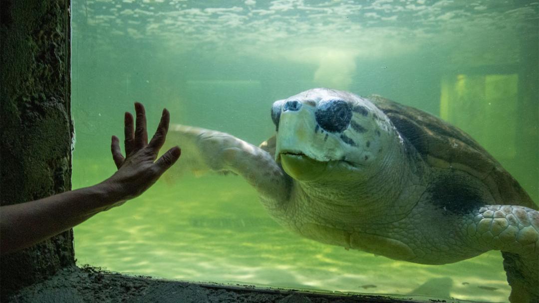 El tortugo Jorge retorna a la vida natural tras 38 años en cautiverio