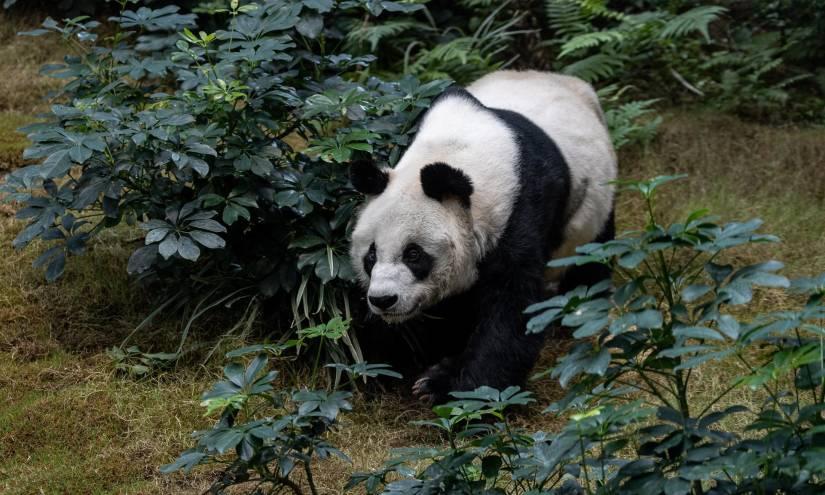 Muere en Hong Kong el panda más viejo del mundo