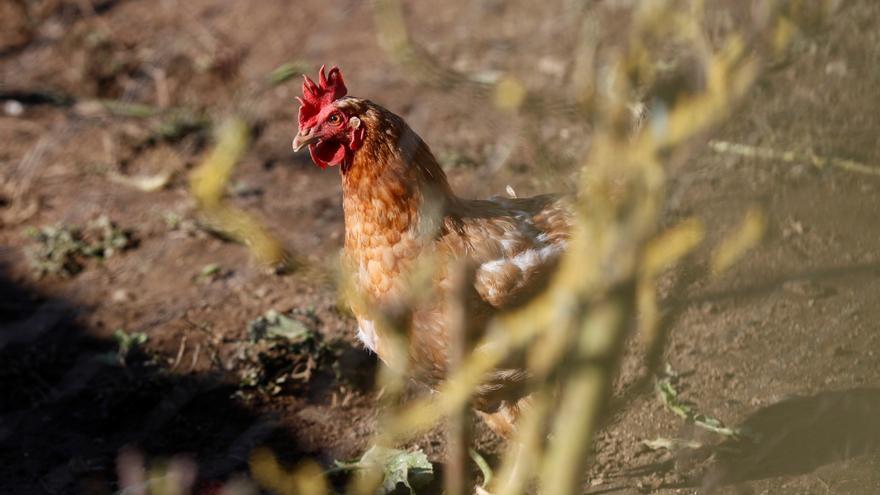 OMS confirma los dos primeros casos de gripe aviar en España